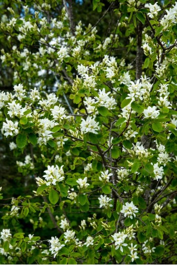 Ирга ольхолистная|Amelanchier alnifolia|Ірга вільхолиста